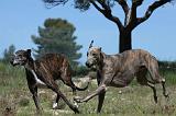 GREYHOUND 090